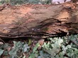 <b>Date:</b> Nov. 2019 & 2020<br><b>Location:</b> Aïn Zhalta cedar reserve<br><b>Photo:</b> Rana El Zein